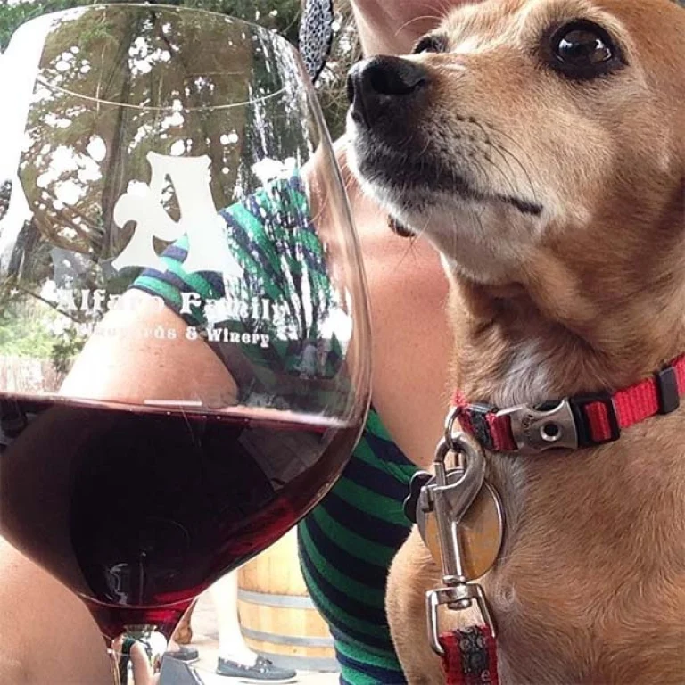 Image from Where to Cruz with your pup on DogTrekker