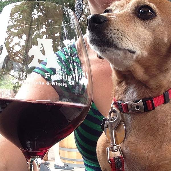 Dog trying to take sip from wine glass