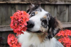 Dog smelling red flowers