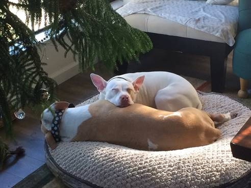 Bella on a dog bed