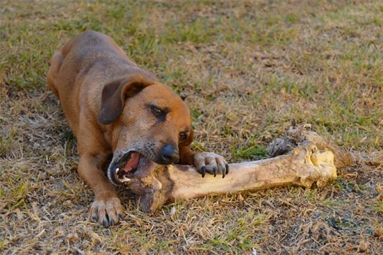 Image from What bones are safe to give your dog on DogTrekker