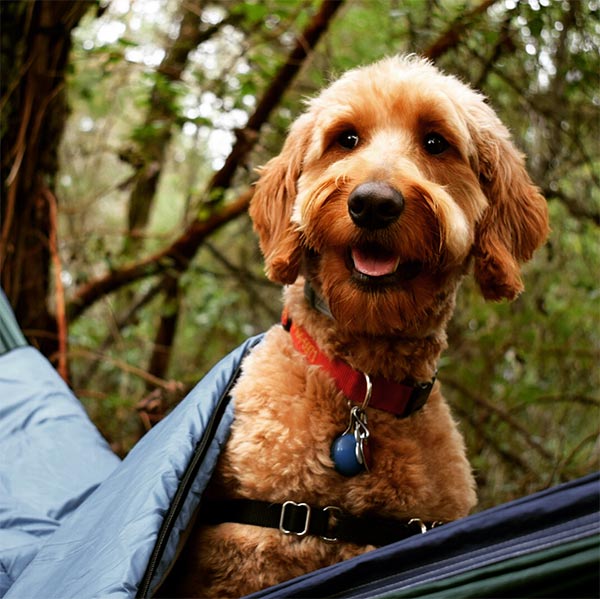 Dog under tent tarp in Napa Valley