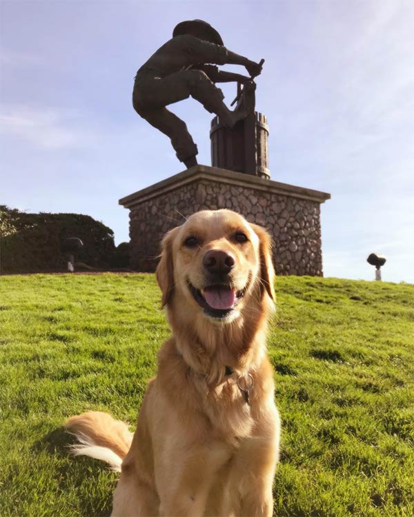 Dog in front of sculpture
