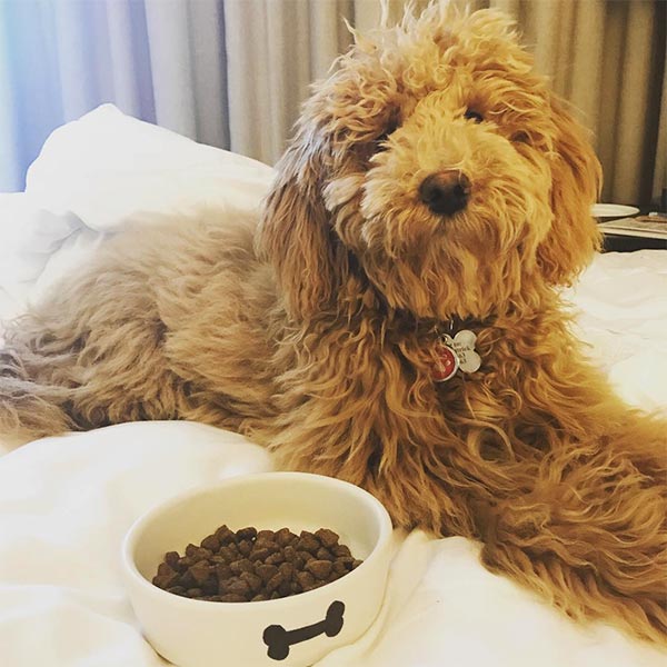 Dog and food on bed in Napa Valley