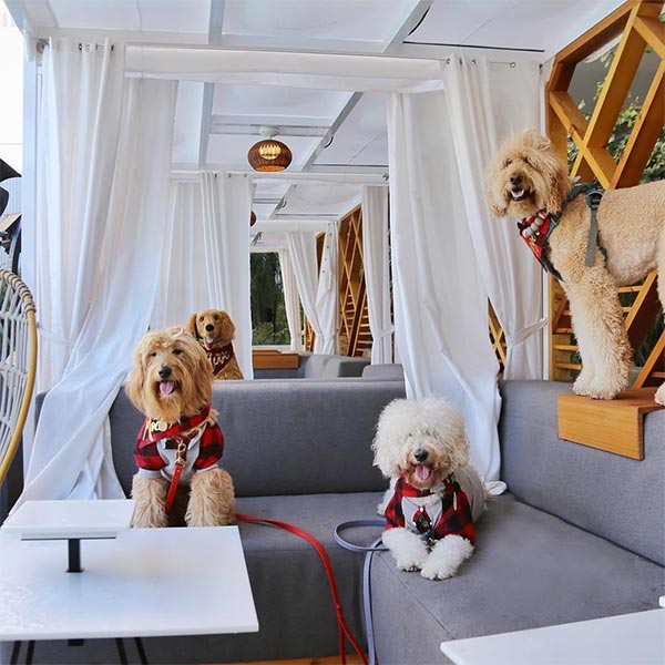 Dogs on veranda in a dog-friendly hotel