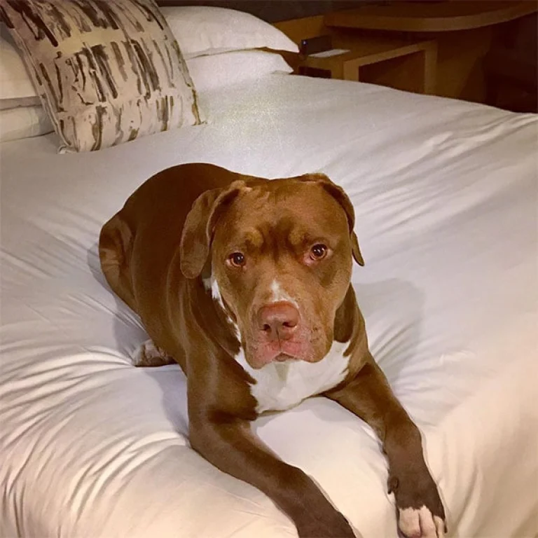 Image from Kimpton Sawyer Hotel, Sacramento on DogTrekker