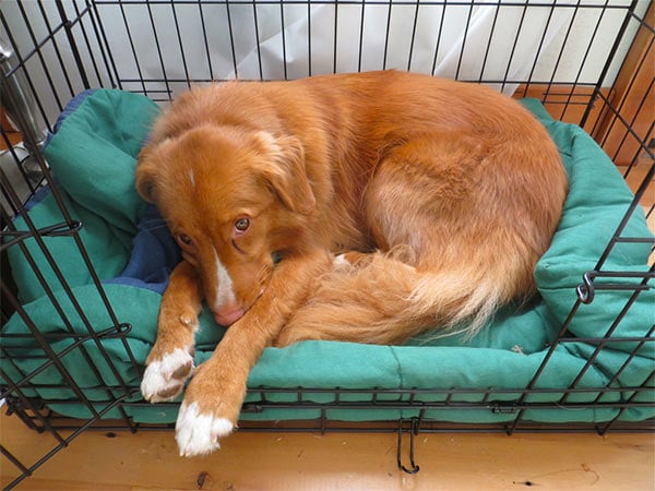Dog on a pad in a crate