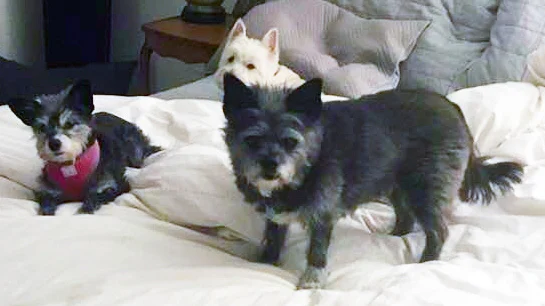 Image from Dogwood Animal Rescue on DogTrekker