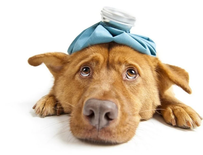 Image from Yes, your dog can catch the flu too. on DogTrekker