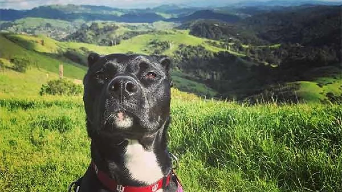 Image from Hike your tails off on DogTrekker