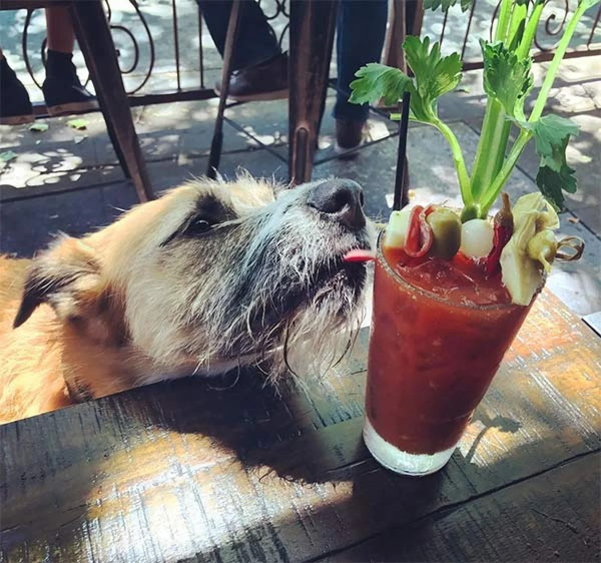 Image from Chow down with your Oakland chowhound on DogTrekker