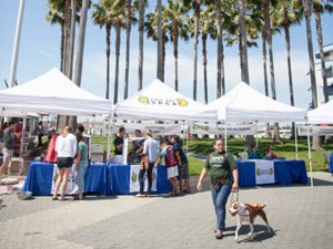 A vibrant dog park bathed in sunlight features abundant greenery with mature trees, offering ample shade for leisurely outdoor activities. In the distance is a well-equipped playground that presents an additional activity area. An inviting picnic table spreads out nearby, ideal for enjoying meals al fresco or taking relaxing breaks from play. A neatly-placed trash bin aids in maintaining the park's cleanliness for everyone's enjoyment. Dominating the scene is a generously wide dirt path gracefully curving through the expanse of grass, promising exploratory walks and lively fetch games.