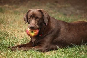 The advantages of a plant-based diet for your dog