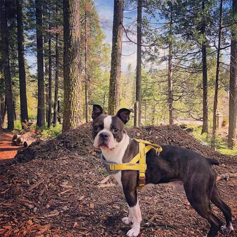 Image from Journey to Wawona (Madera County, south entrance) on DogTrekker
