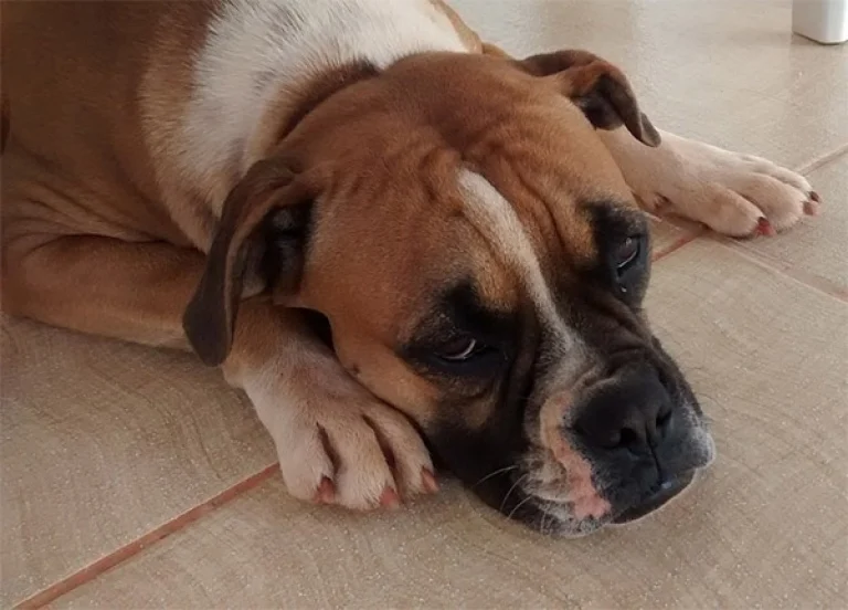 Image from Five tips for helping your dog deal with grief on DogTrekker