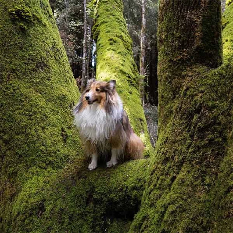 Image from Feeling fine in Felton on DogTrekker