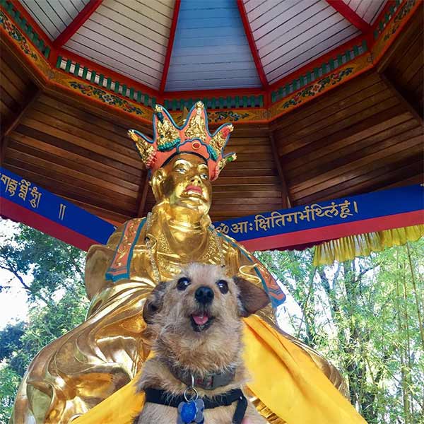 Dog in front of Land of Medicine Buddha in Santa Cruz County