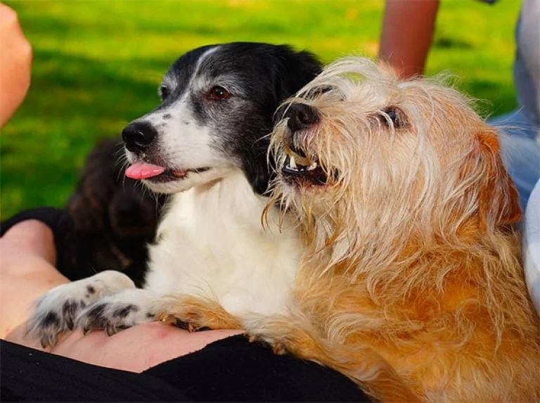 Image from Xylitol poisoning on DogTrekker