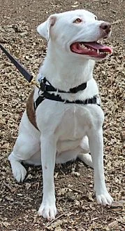 Image from Animal Rescue Foundation 2018 on DogTrekker