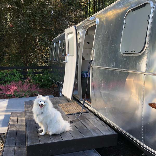 Dog at a private campground