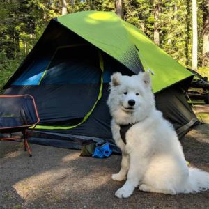 Big white dog at dog-friendly campsite
