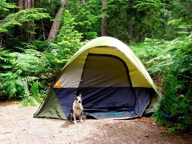 Image from Dog-friendly campground reservation resources on DogTrekker