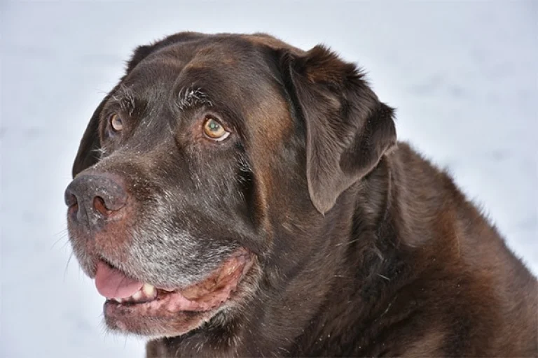 Image from Tips on traveling with a senior dog on DogTrekker
