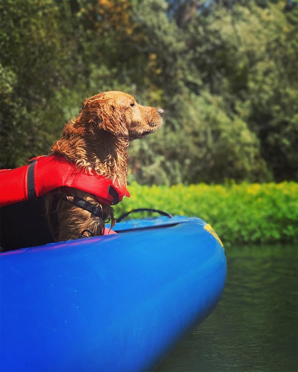 Dog on boat with Russian River Runners