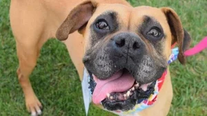California labradors, retrievers and more rescue