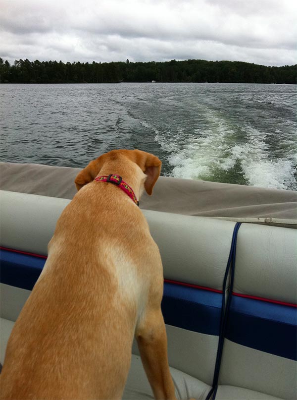 Big dog looking out the window on a houseboat