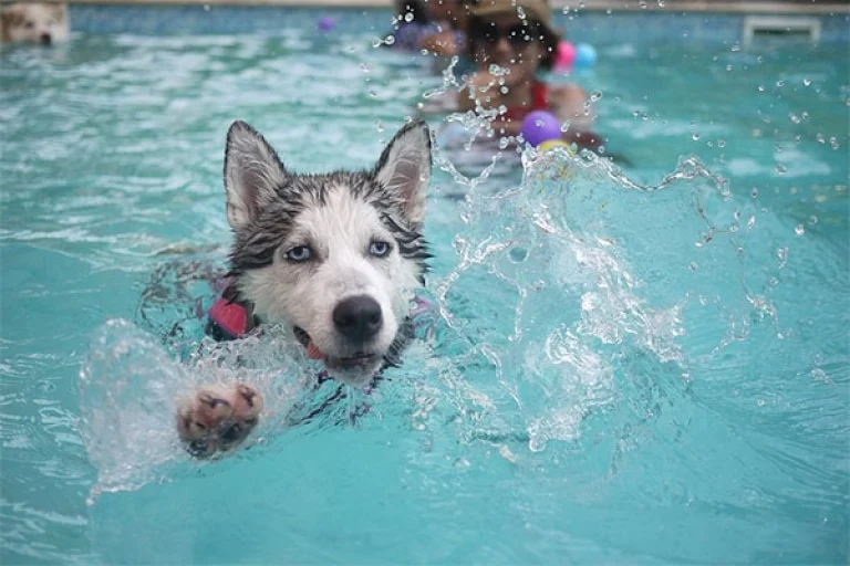 Image from Water safety guidelines on DogTrekker