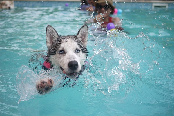 Dog and person swimming in a pool