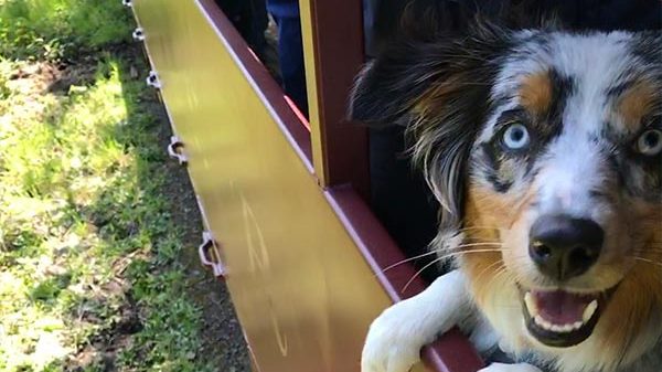 Dog on a choo choo train