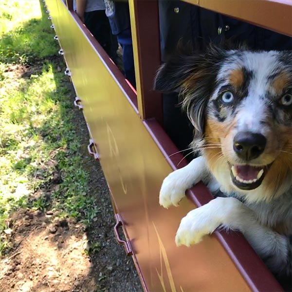 does caltrain allow dogs