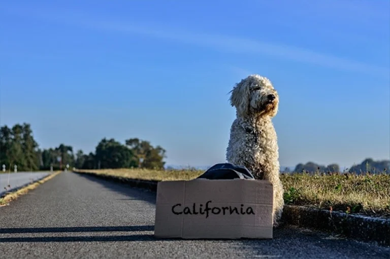 Image from What to do if your dog runs off while traveling on DogTrekker