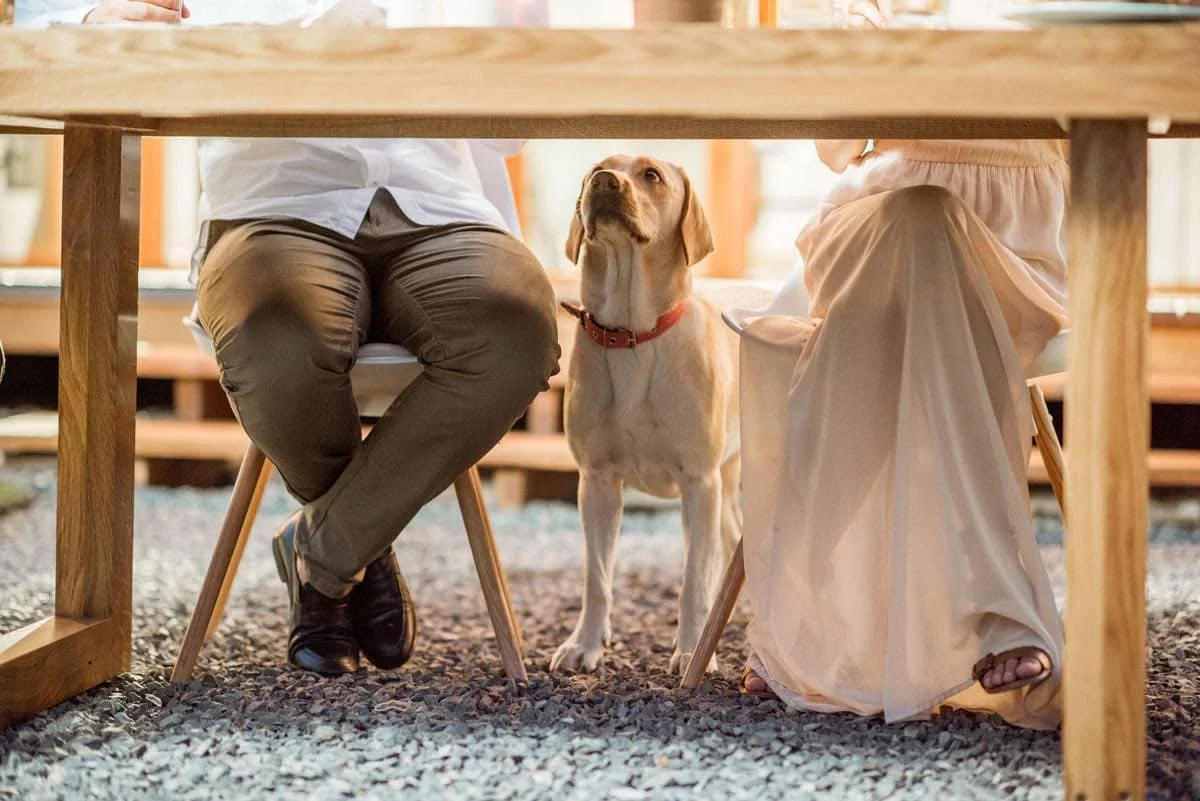 Hungry dog waiting for food under the table outdoors