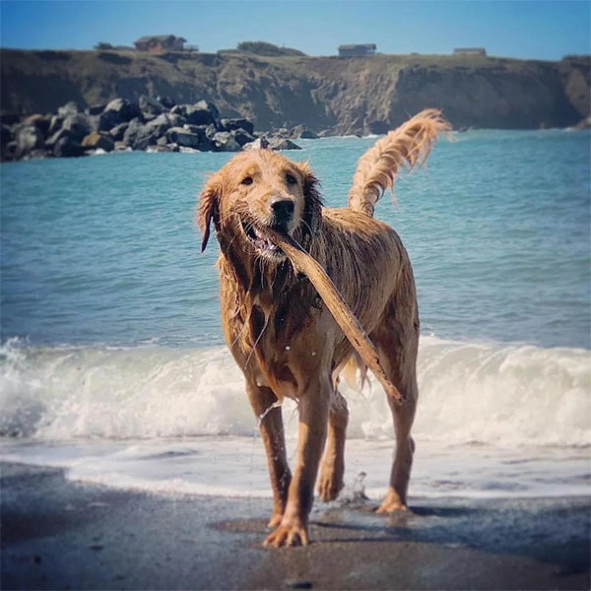 Image from Noyo Beach, Mendocino County on DogTrekker