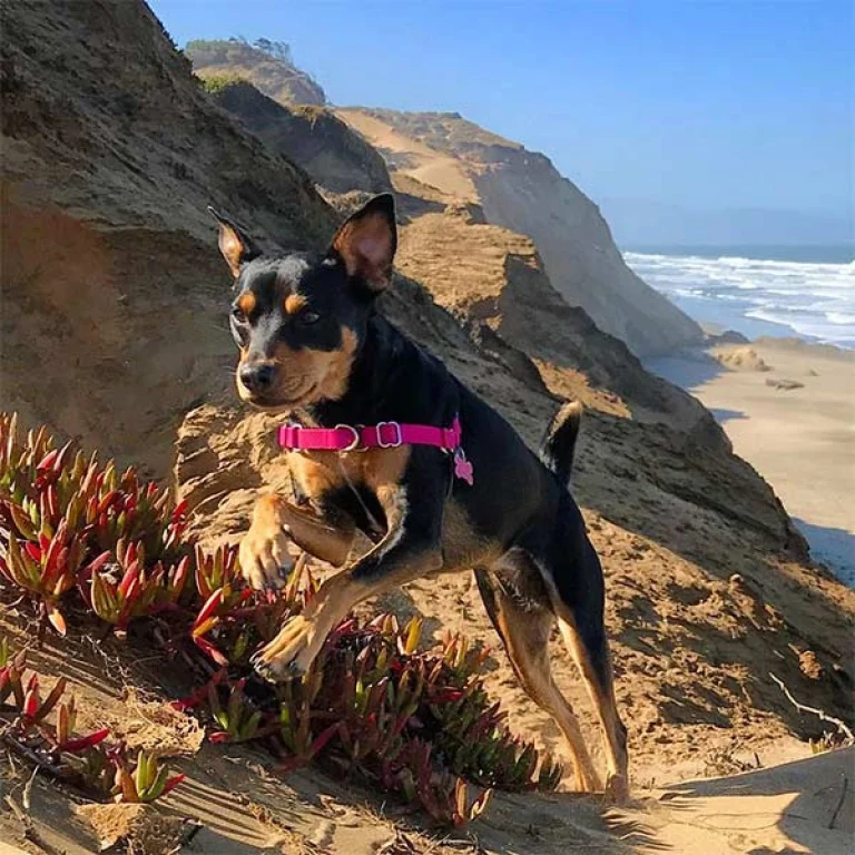 Image from Fort Funston, San Francisco on DogTrekker