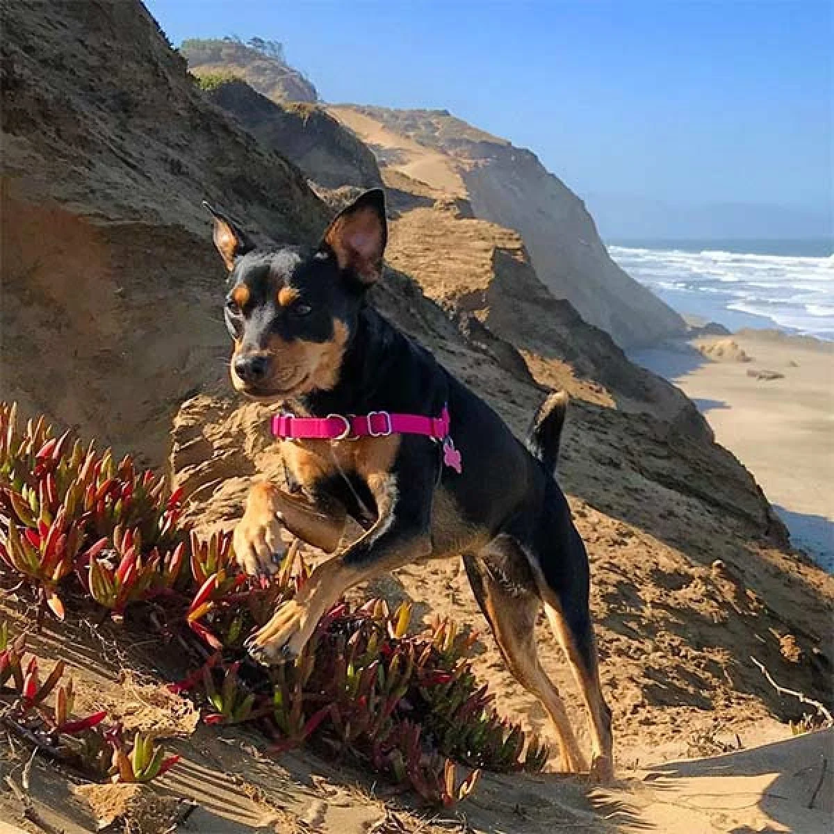 Image from Fort Funston, San Francisco on DogTrekker