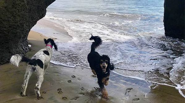 Dog and person at Mitchell's Cove in Santa Cruz County