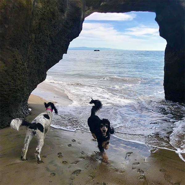 Dog and person at Mitchell's Cove in Santa Cruz County