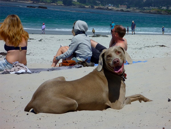 Big dog on Carmel City Beach in Monterey County