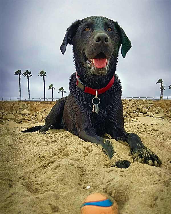 Black dog in the sand at Huntington Beach Dog Beach in Orange County