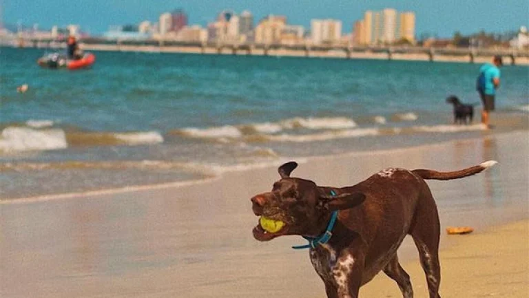 Image from Rosie’s dog beach on DogTrekker