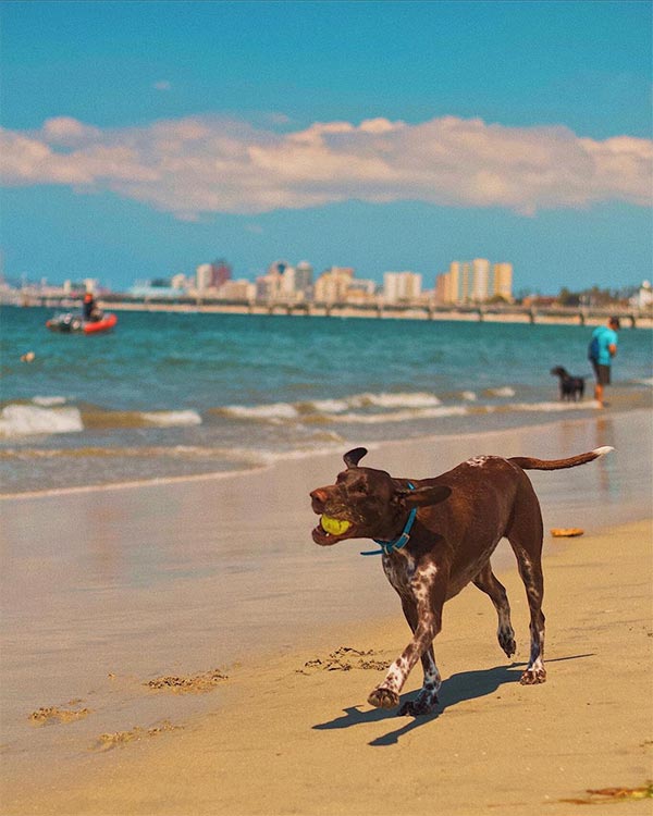 Dog enjoying a walk at Rosie's Dog Beach