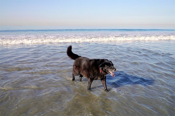 Dog playing at Ocean Beach Dog Beach in San Diego County