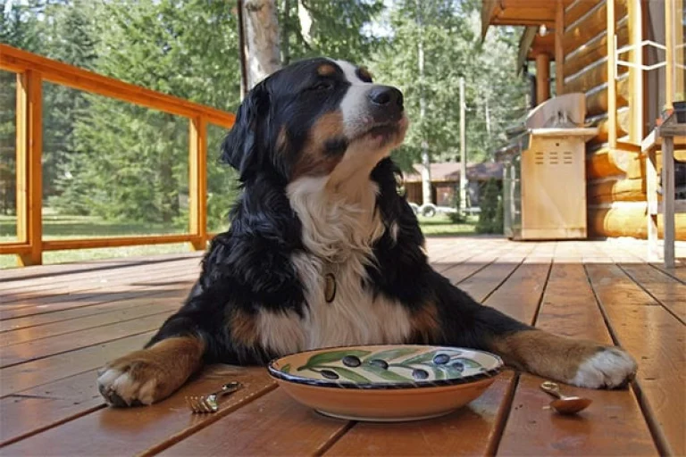 Image from Raw food diet: good or bad? on DogTrekker