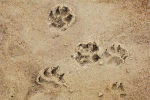 Dog prints in the sand at Furlong Gulch in Sonoma County