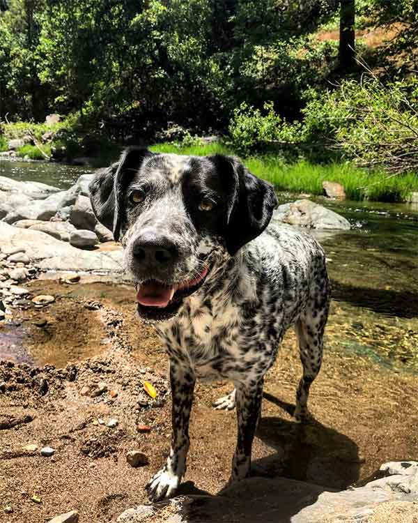 Black and white dog on a trail in Tuolumne County