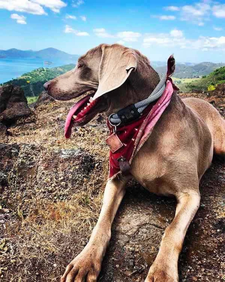 Image from Hike, splash, camp at Tuolumne County lakes on DogTrekker